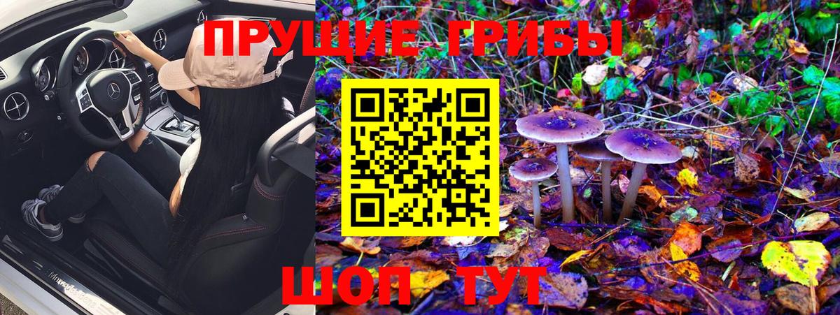Галлюциногенные грибы Psilocybe Кандалакша